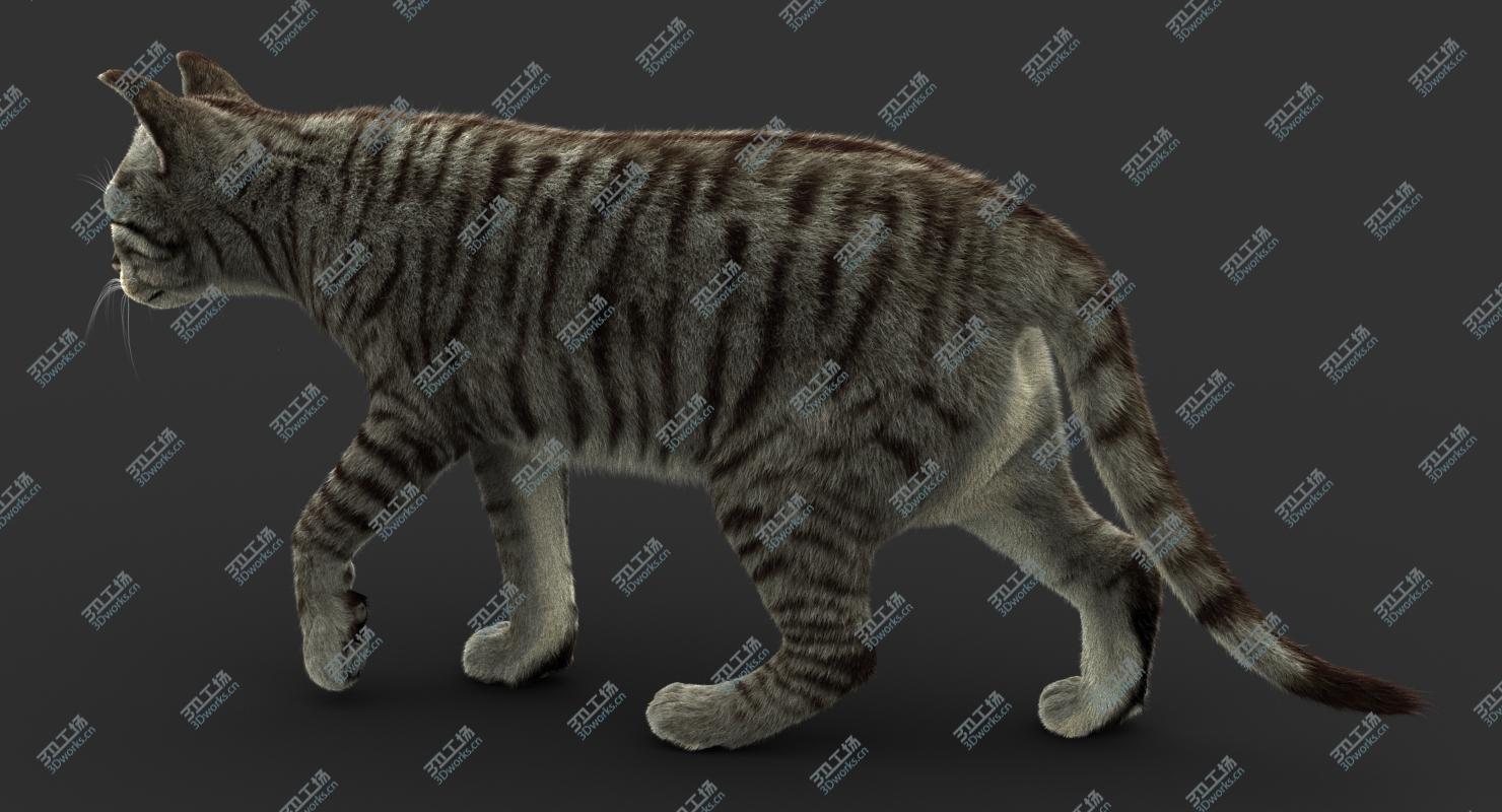 images/goods_img/202104092/3D Cat (2) (Mackerel Tabby) (FUR) model/4.jpg